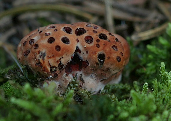 jelenkovka pálčivá Hydnellum peckii Banker