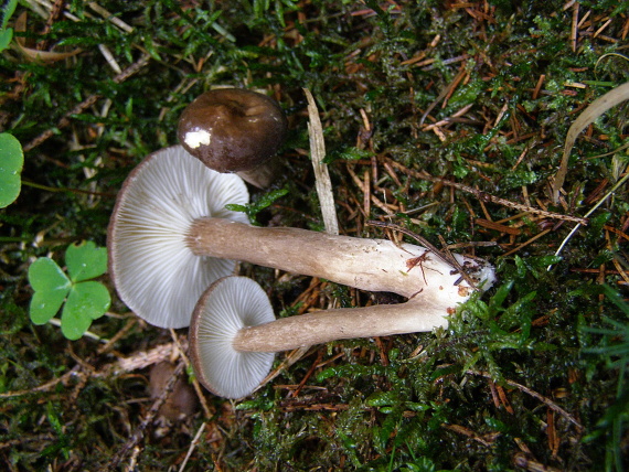 rýdzik čiernozamatový/Ryzec černohlávek Lactarius lignyotus Fr.