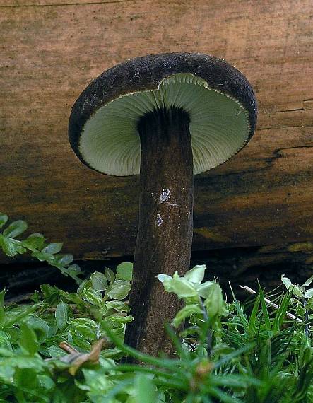 rýdzik čiernozamatový Lactarius lignyotus Fr.