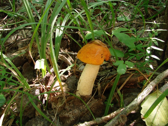 kozák osikový Leccinum albostipitatum den Bakker & Noordel.