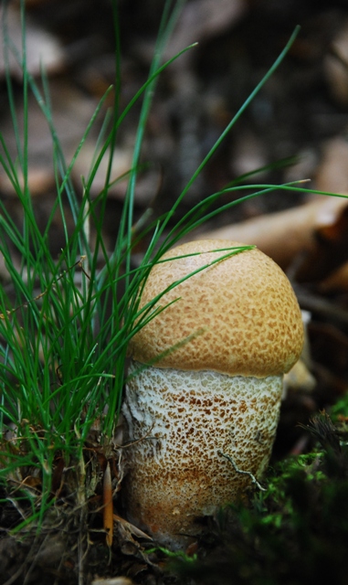 kozák dubový  Leccinum aurantiacum (Bull.) Gray