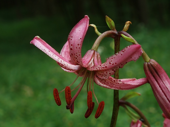 ľalia Lilium martagon L.