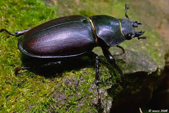 roháč veľký Lucanus cervus  Linnaeus, 1758