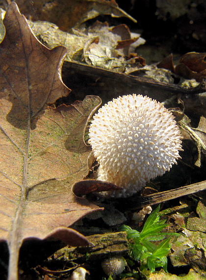 prášnica bradavičnatá Lycoperdon perlatum Pers.