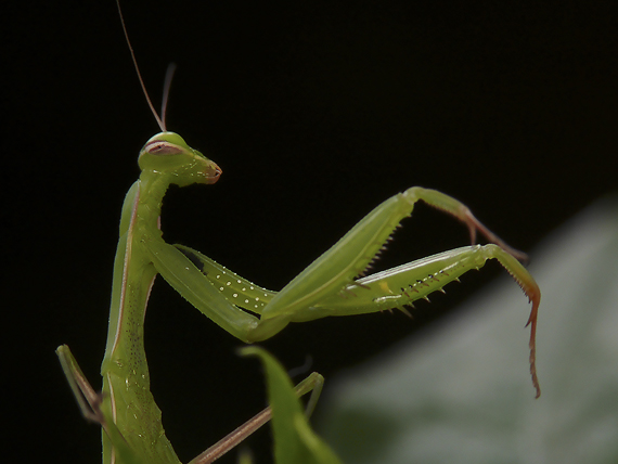 modlivka zelená Mantis religiosa