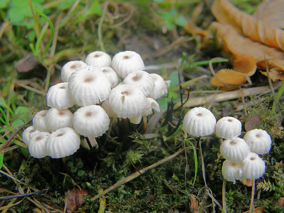 tanečnica golieriková Marasmius rotula (Scop.) Fr.