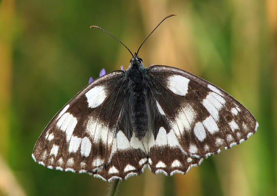 očkáň timotejkový Melanargia galathea