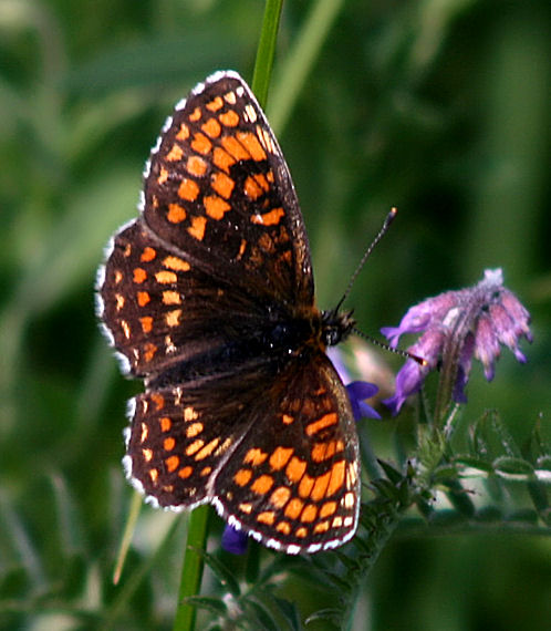 hnedáčik Melitaea sp.