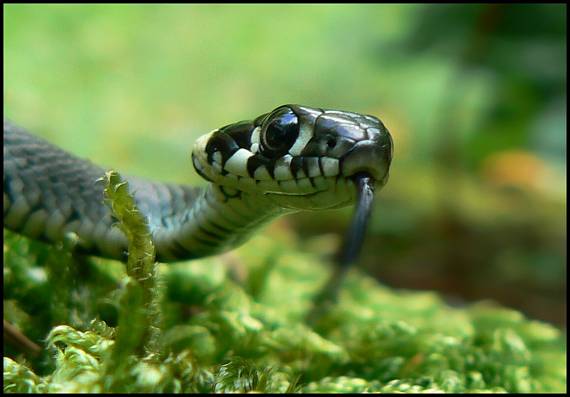 užovka obojková Natrix natrix