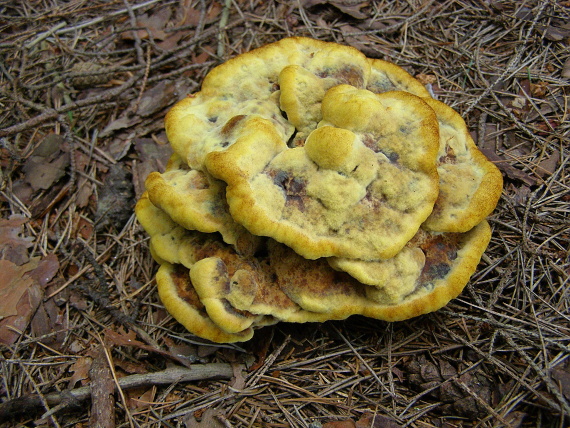 hnedák Schweinitzov Phaeolus schweinitzii (Fr.) Pat.