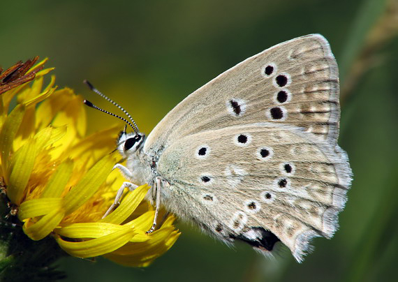 modráčik hnedoškvrný Polyommatus daphnis