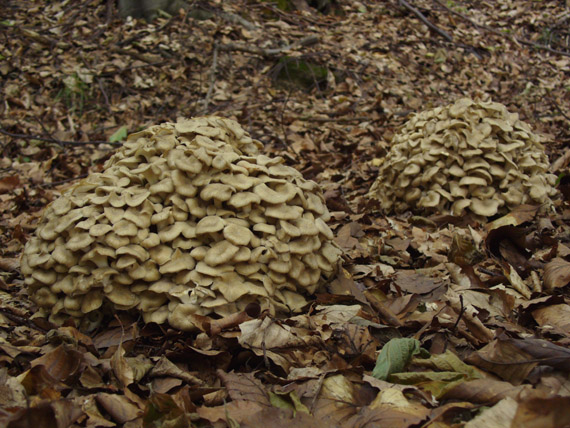 trúdnik klobúčkatý Polyporus umbellatus (Pers.) Fr.