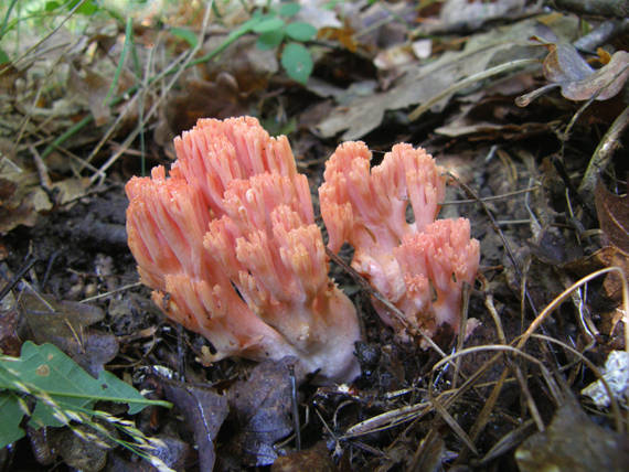 strapačka lososovoružová Ramaria subbotrytis (Coker) Corner