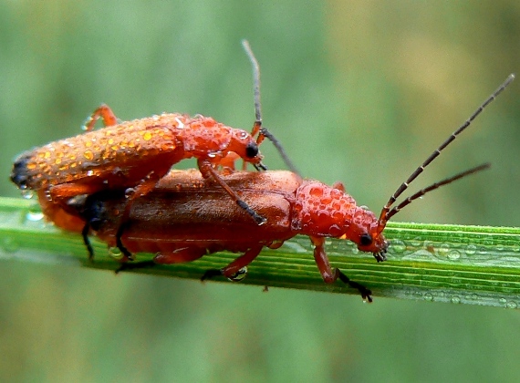 snehuľčík žltý Rhagonycha fulva