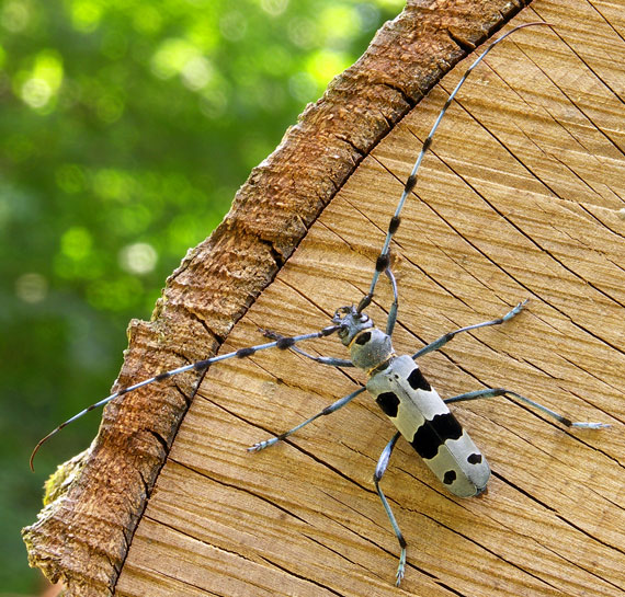 fúzač alpský Rosalia alpina