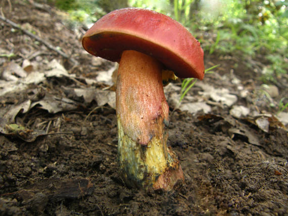 hríb Dupainov Rubroboletus dupainii (Boud.) Kuan Zhao & Zhu L. Yang