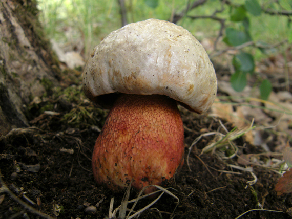 hríb purpurový Rubroboletus rhodoxanthus Kuan Zhao &amp; Zhu L. Yang