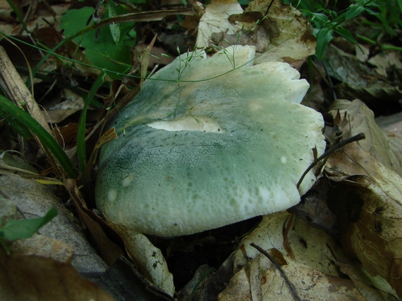 plávka zelenkastá Russula virescens (Schaeff.) Fr.