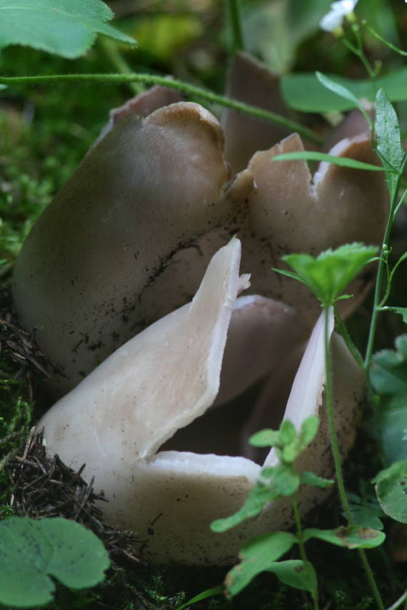 tulipánovka fialová Sarcosphaera coronaria (Jacq.) J. Schröt.