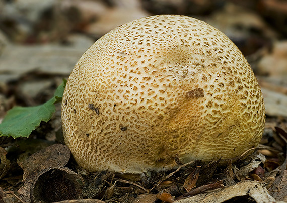 pestrec obyčajný Scleroderma citrinum Pers.