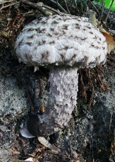 šiškovec šupinatý Strobilomyces strobilaceus (Scop.) Berk.