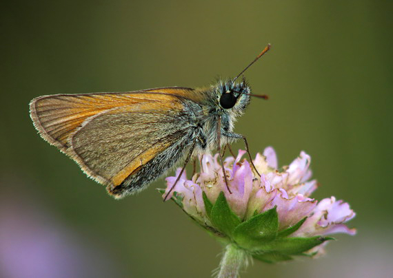 súmračník metlicový  Thymelicus sylvestris