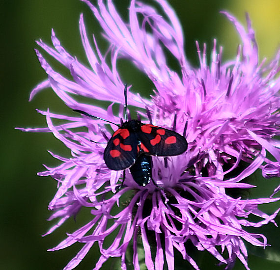 vretienka obyčajná Zygaena filipendulae