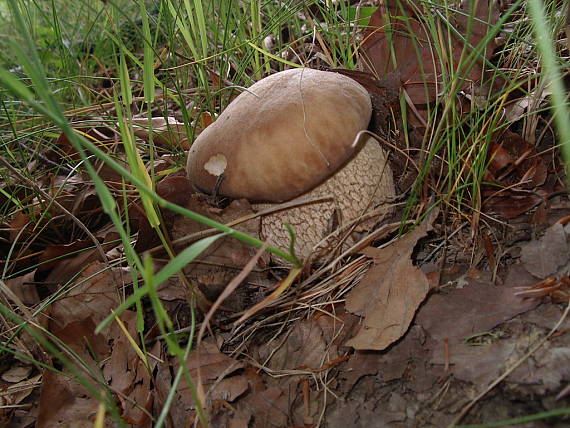 hrib dubovy boletus reticulatus Schaeff.