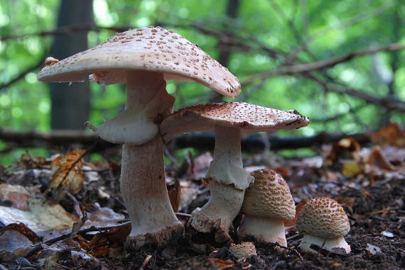 muchotrávka červenkastá Amanita rubescens Pers.