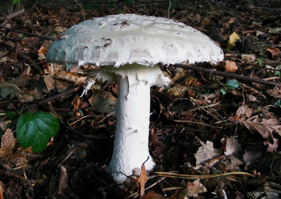 muchotrávka šiškovitá Amanita strobiliformis Gonn. & Rabenh.