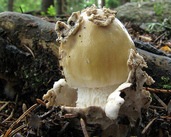 muchotrávka sivopošvatá Amanita submembranacea (Bon) Gröger