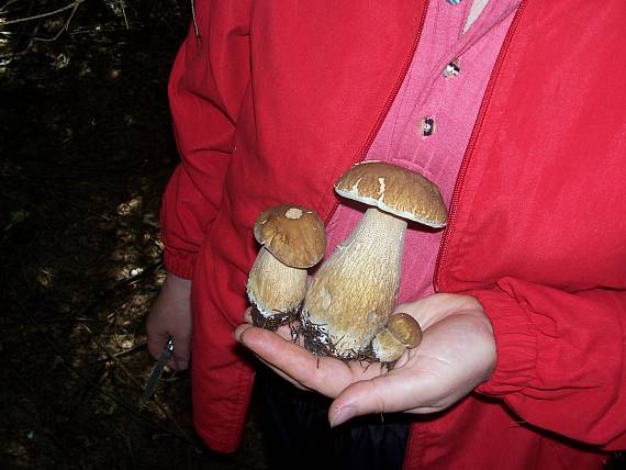 hríb smrekový Boletus edulis Bull.