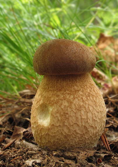 hríb dubový Boletus reticulatus Schaeff.