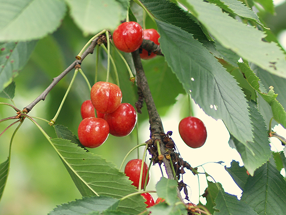 čerešňa Cerasus sp.