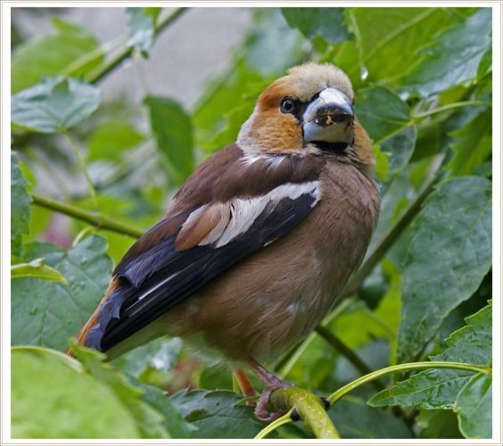 glezg hrubozobý Coccothraustes coccothraustes