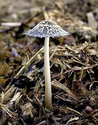 hnojník  Coprinopsis sp.