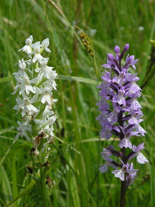 vstavačovec škvrnitý sedmohradský a vstavačovec fuchsov pravý Dactylorhiza maculata subsp. transsilvanica a Dactylorhiza fuchsii subsp. fuchsii