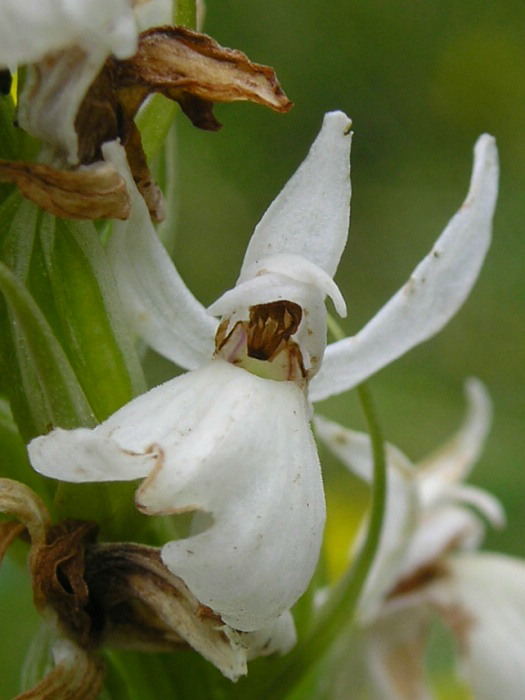 vstavačovec škvrnitý sedmohradský Dactylorhiza maculata subsp. transsilvanica (Schur) Soó