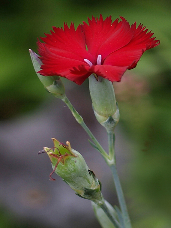 klinček  Dianthus sp.