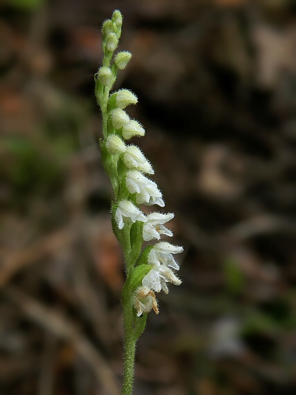 smrečinovec plazivý Goodyera repens (L.) R. Br.