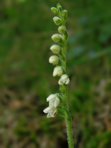 smrečinovec plazivý Goodyera repens (L.) R. Br.