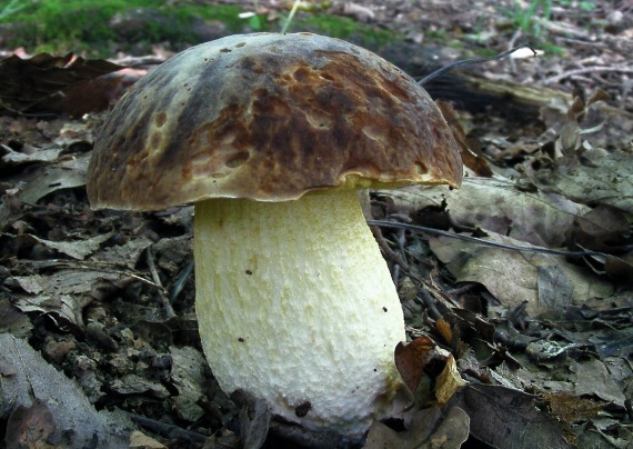 hríb jamkatý Hemileccinum depilatum (Redeuilh) Šutara