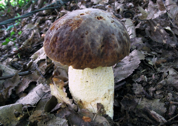 hríb jamkatý Hemileccinum depilatum (Redeuilh) Šutara