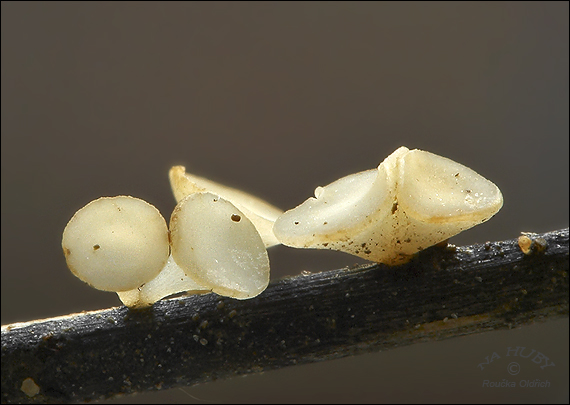 čiašočka belavá Hymenoscyphus albidus (Gillet) W. Phillips