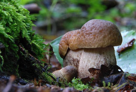 kozák hrabový Leccinum pseudoscabrum (Kallenb.) Šutara