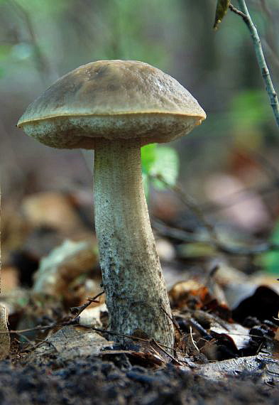 kozák hrabový Leccinum pseudoscabrum (Kallenb.) Šutara