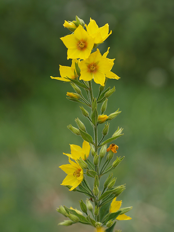 čerkáč bodkovaný Lysimachia punctata L.