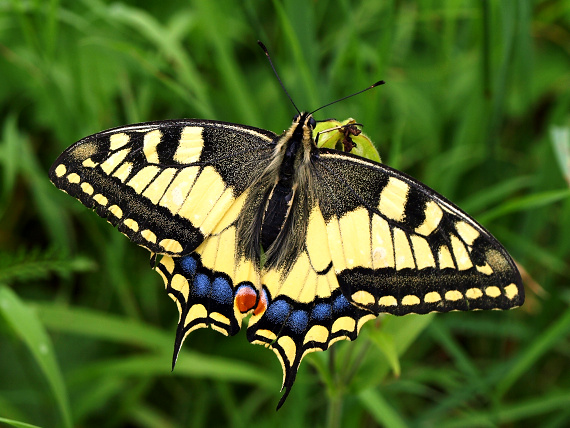 vidlochvost feniklový Papilio machaon