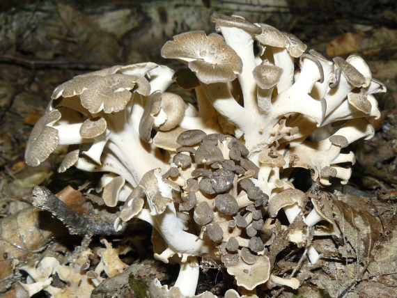 trúdnik klobúčkatý Polyporus umbellatus (Pers.) Fr.