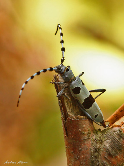 fuzáč alpský Rosalia alpina